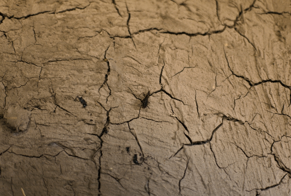 샤가스는 진흙과 짚으로 만든 집의 벽과 지붕 틈에서 사는 침노린재를 매개로 하는 기생충 병이다. ©MSF